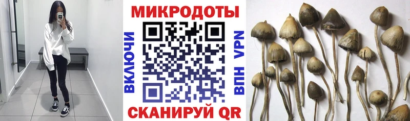 блэк спрут ссылка Остров Галлюциногенные грибы Cubensis